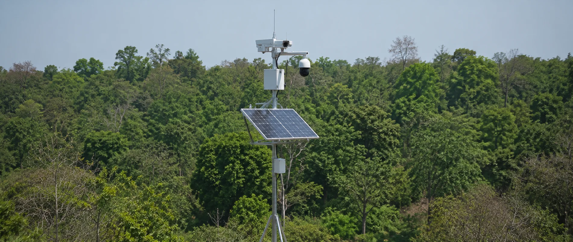 A DigiNetra surveillance tower rising above the forest canopy, carrying PTZ and bullet cameras with its solar panel angled to the sky.